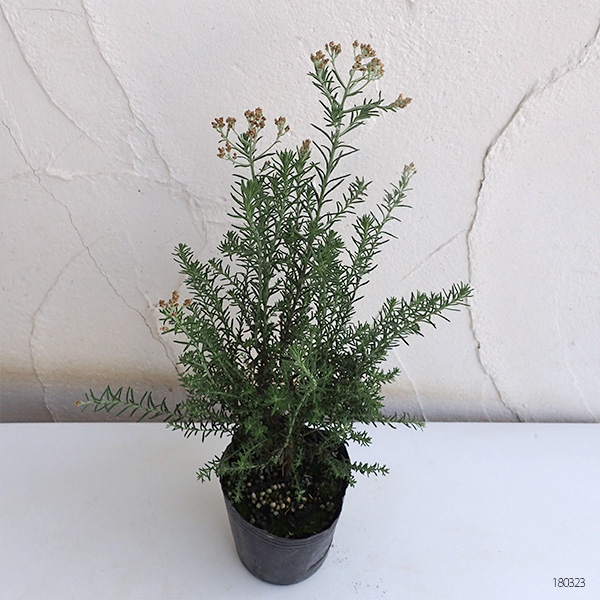 ライスフラワー・ゴールド3号ポット 2株セット