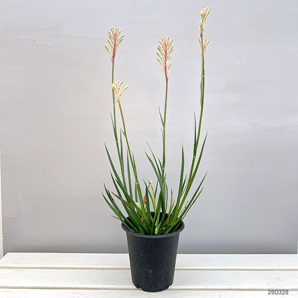 [ザ・ファームセレクト]カンガルーポー：ブッシュダイアモンド （白）5号鉢植え