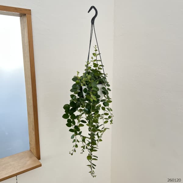 エスキナンサス:タイピンク 5号吊り鉢*