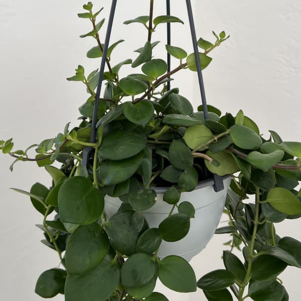 エスキナンサス:タイピンク 5号吊り鉢*