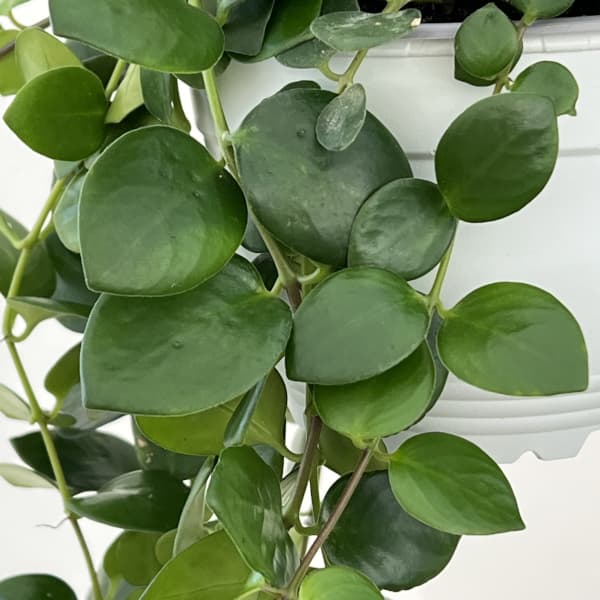 エスキナンサス:タイピンク 5号吊り鉢*