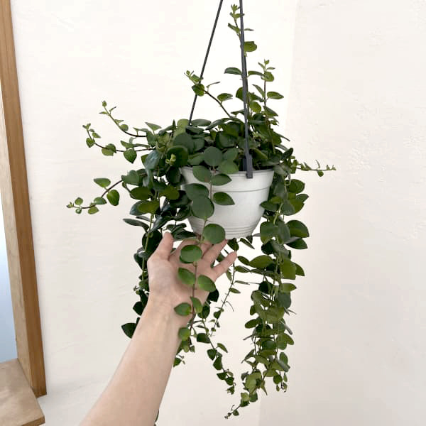 エスキナンサス:タイピンク 5号吊り鉢*