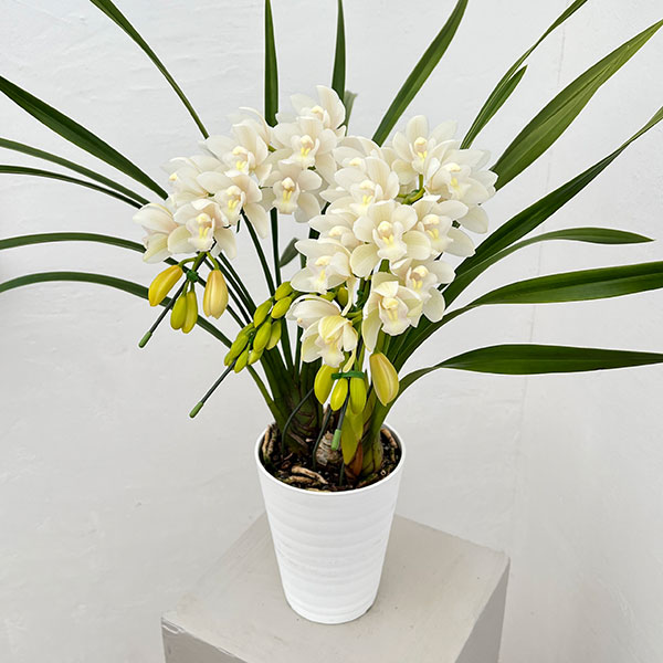 園芸ネット本店｜シンビジウム：アイスダンス2本立ちアーチ仕立て5号