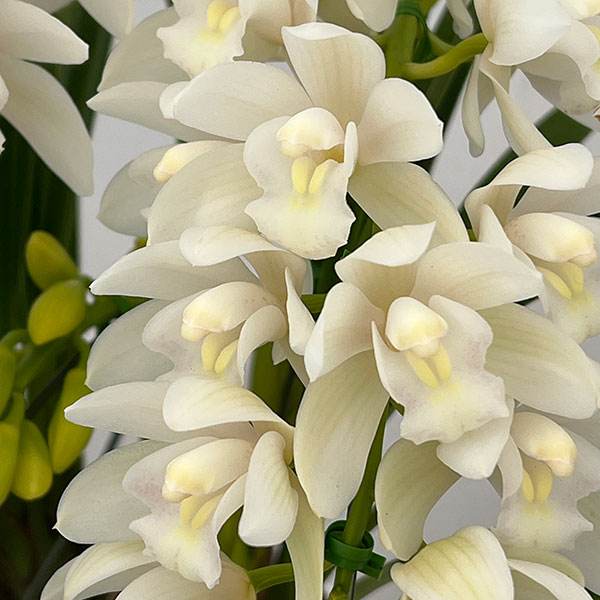 園芸ネット本店｜シンビジウム：アイスダンス2本立ちアーチ仕立て5号