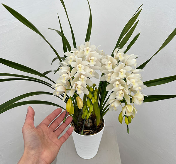 園芸ネット本店｜シンビジウム：アイスダンス2本立ちアーチ仕立て5号