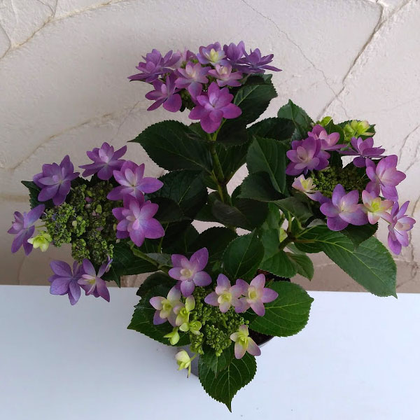 アジサイ：ダンスパーティー ハッピー3-3.5号ポット