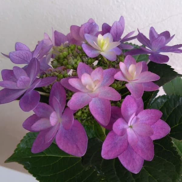 アジサイ：ダンスパーティー ハッピー3-3.5号ポット