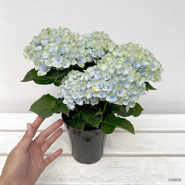 アジサイ：マジカルレボリューション（ブルー） 4号鉢植え の