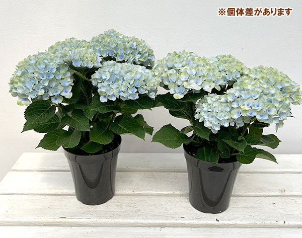 アジサイ：マジカルレボリューション（ブルー） 4号鉢植え の