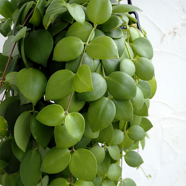 エスキナンサス:トリコロール5号吊鉢植え