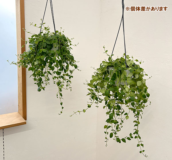 エスキナンサス:トリコロール5号吊鉢植え