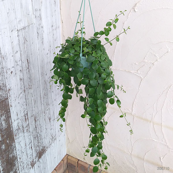 エスキナンサス:トリコロール5号吊鉢植え