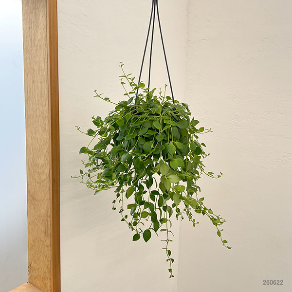 エスキナンサス:トリコロール5号吊鉢植え