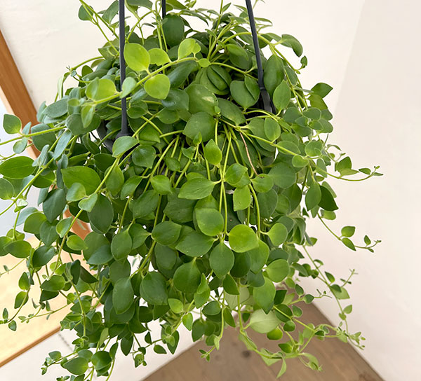 エスキナンサス:トリコロール5号吊鉢植え