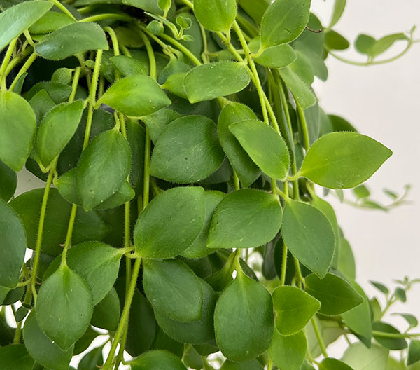 エスキナンサス:トリコロール5号吊鉢植え