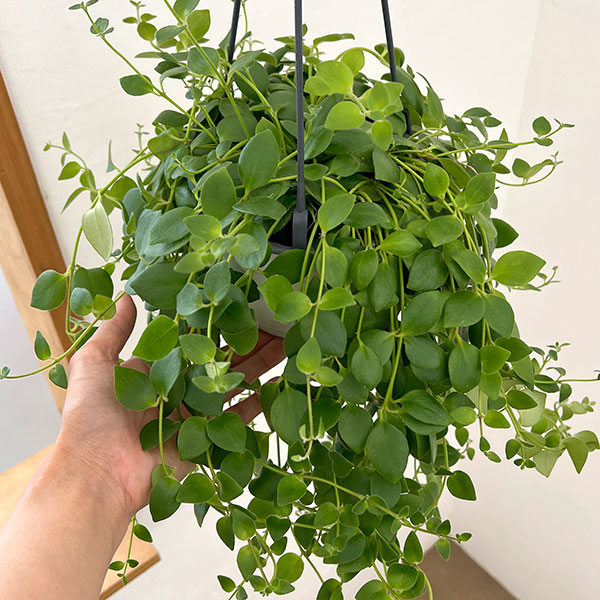 エスキナンサス:トリコロール5号吊鉢植え