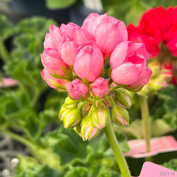 ゼラニウム（チューリップ咲き）：チェリーパンドラ5号鉢植え