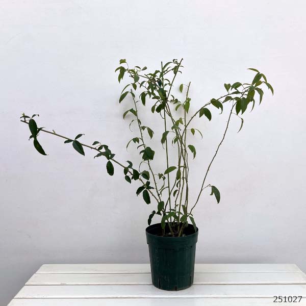 原種バラ：ハトヤバラ6号ポット