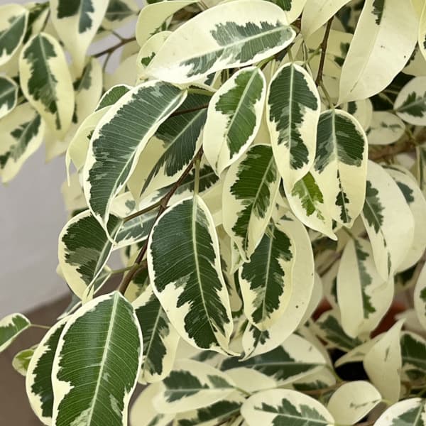 [ギフトに]フィカス：ベンジャミンスターライト（斑入り）自然樹形　8号鉢植え