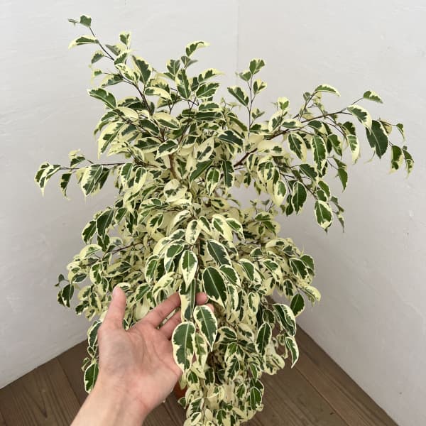 [ギフトに]フィカス：ベンジャミンスターライト（斑入り）自然樹形　8号鉢植え