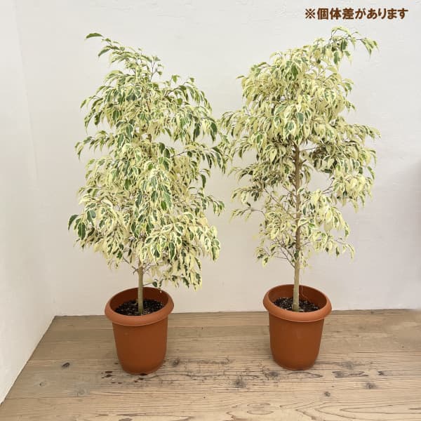 [ギフトに]フィカス：ベンジャミンスターライト（斑入り）自然樹形　8号鉢植え