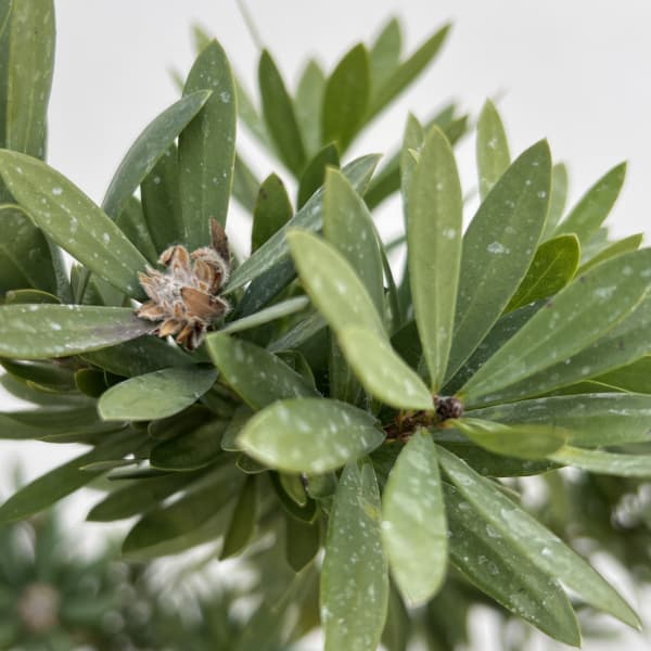 カリステモン:リトルジョン6号鉢植え