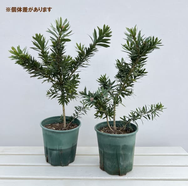 カリステモン:リトルジョン6号鉢植え