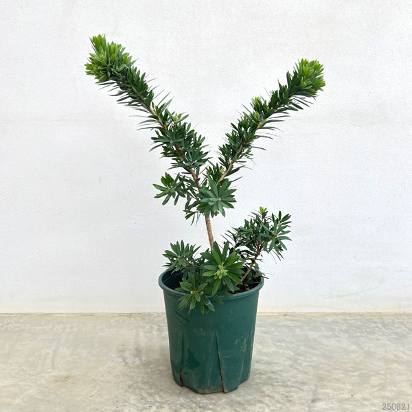 カリステモン：リトルジョン6号鉢植え