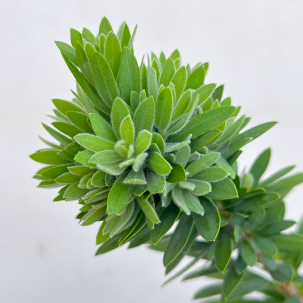 カリステモン：リトルジョン6号鉢植え