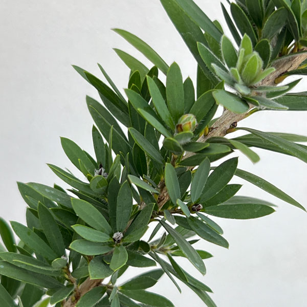 カリステモン：リトルジョン6号鉢植え