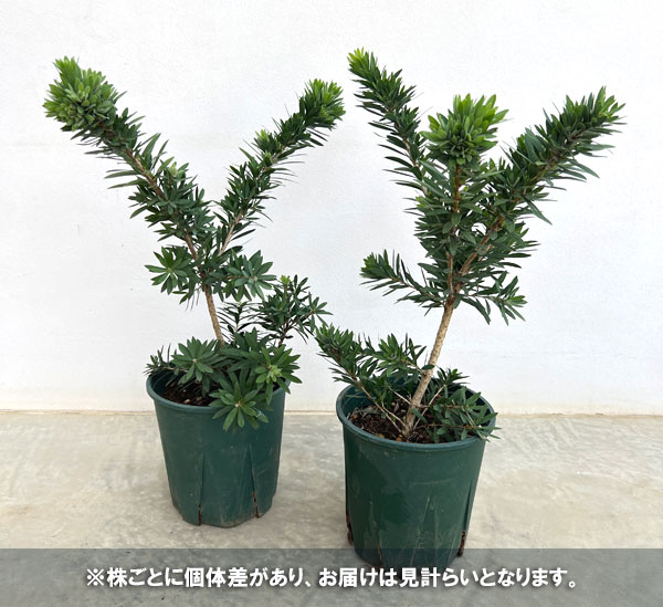 カリステモン：リトルジョン6号鉢植え