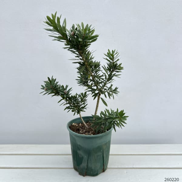 カリステモン:リトルジョン6号鉢植え