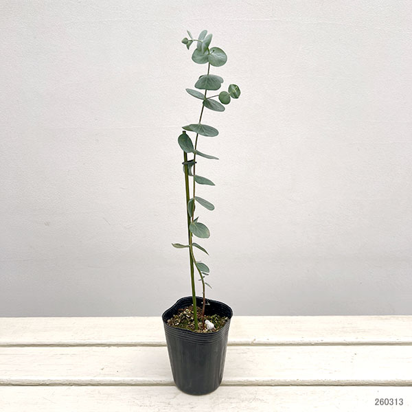 ユーカリ:銀世界(ギンセカイ)3-3.5号ポット