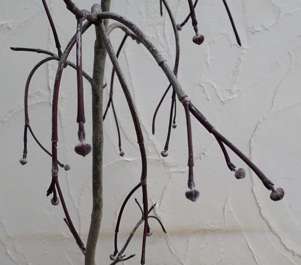 ハナミズキ：シダレハナミズキ（白花）5号ポット