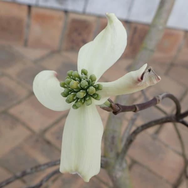 ハナミズキ：シダレハナミズキ（白花）5号ポット