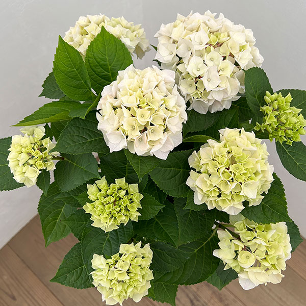 アジサイ:コットンキャンディー5号鉢植え