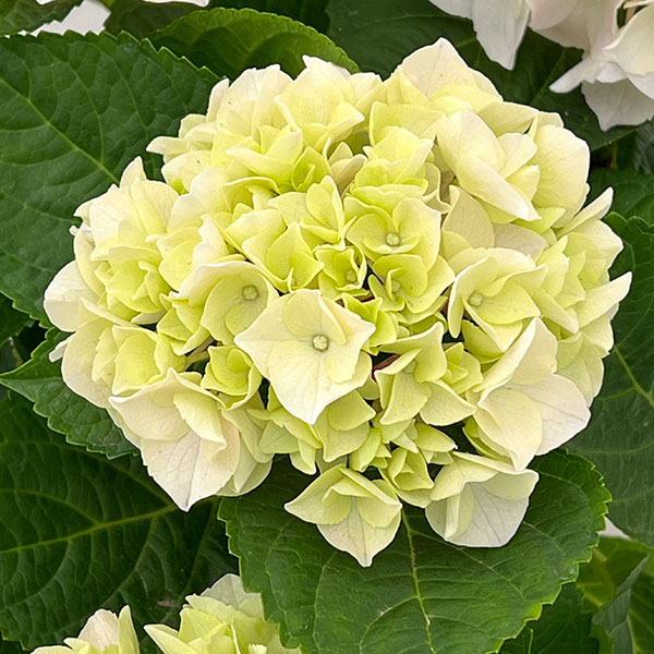 園芸ネット本店｜アジサイ：コットンキャンディー5号鉢植え の通販【公式】