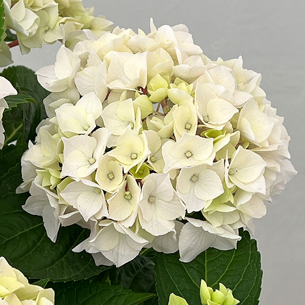 園芸ネット本店｜アジサイ：コットンキャンディー5号鉢植え の通販【公式】