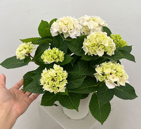アジサイ:コットンキャンディー5号鉢植え