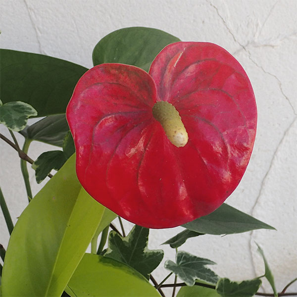 観葉寄せ植え(アンスリウム赤)4号鉢植え