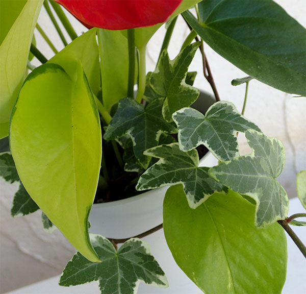 観葉寄せ植え(アンスリウム赤)4号鉢植え