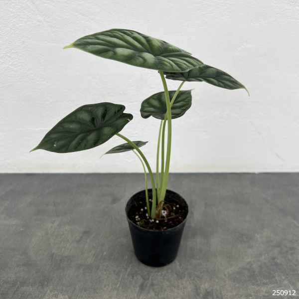 た*り様 アロカシア ドラゴンスケール アルボ アロカシア ドラゴン スケール アルボ 「Alocasia Dragon Scale
