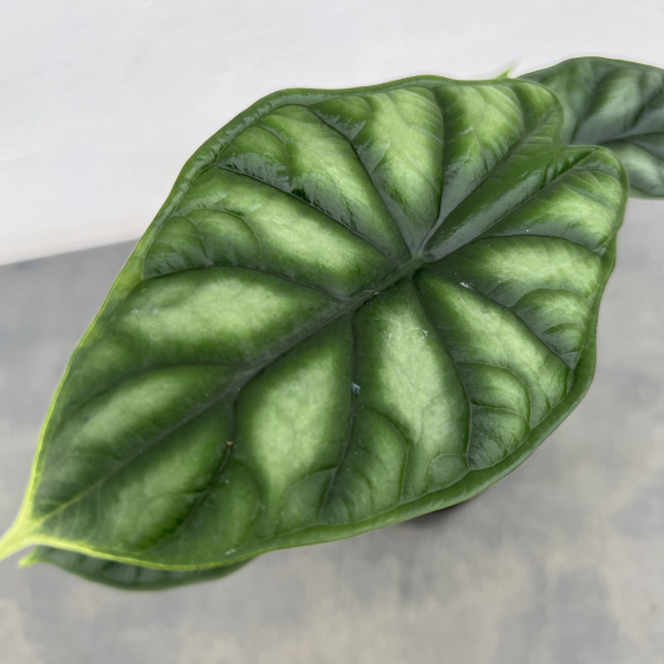 アロカシア:ドラゴンスケール 3号ポット*