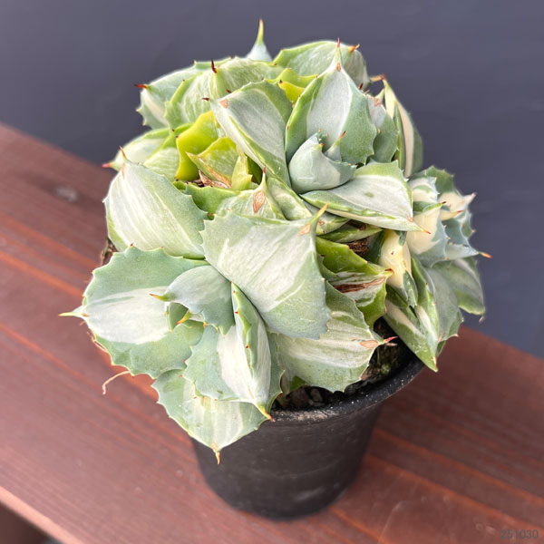 アガベ：王妃雷神錦（おうひらいじんにしき）3.5号