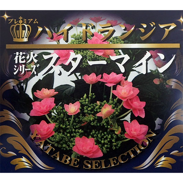 アジサイ：花火スターマイン5号ポット