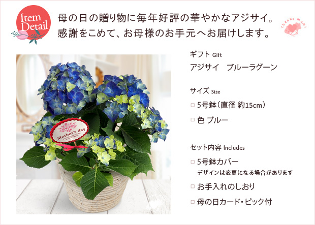 [送料無料][早届け][2018年母の日ギフト][予約]西洋アジサイ：ブルーラグーン5号鉢植え*