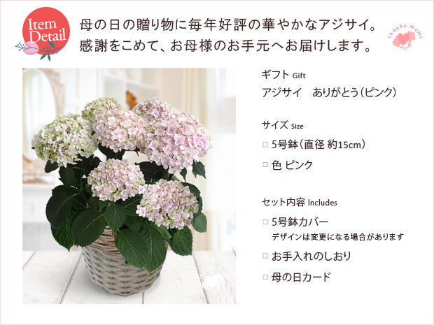 園芸ネット本店｜[送料無料][2019年母の日ギフト][予約] アジサイ