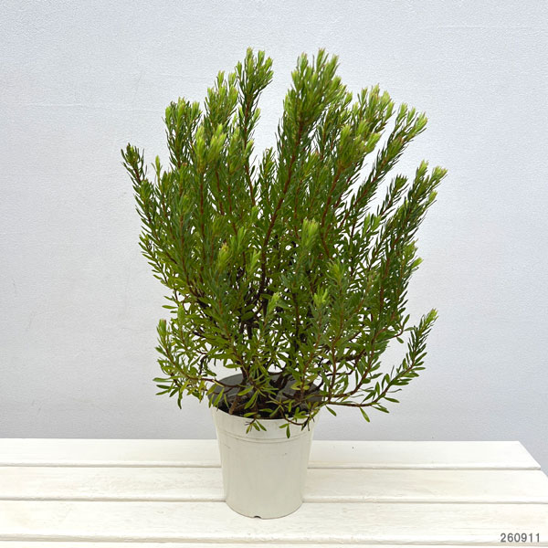 リューカデンドロン：ストロベリーフェア5号鉢植え