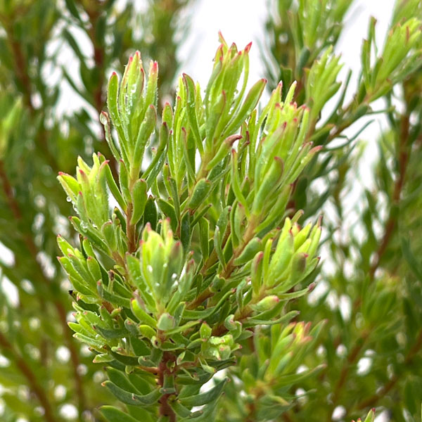リューカデンドロン：ストロベリーフェア5号鉢植え