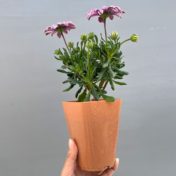 オステオスペルマム：マーブレッド3.5号ポット